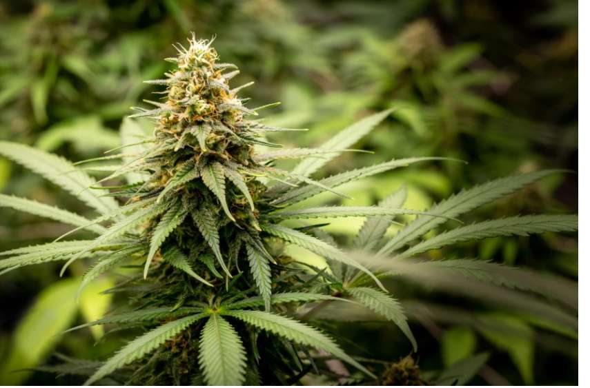 Marijuana Legality in Florida: Current Status and Regulations