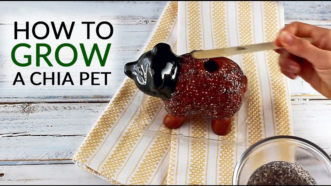 Chia Pets: Complete Guide to How They Work and Grow